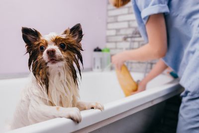 Pet Grooming and Pet Sitting Insurance in Moscow, ID by Kelly Kimberling Insurance Agency