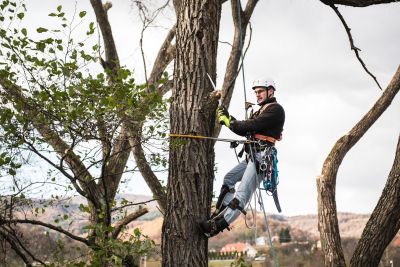 Tree Trimming Insurance in Moscow, ID by Kelly Kimberling Insurance Agency