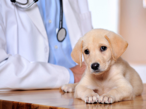 Latah County, Moscow, ID. Pet Clinic Insurance